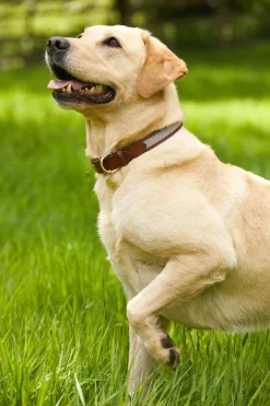 HC Classic Dog Collar