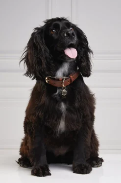 HC Classic Dog Collar