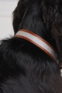 HC Classic Dog Collar