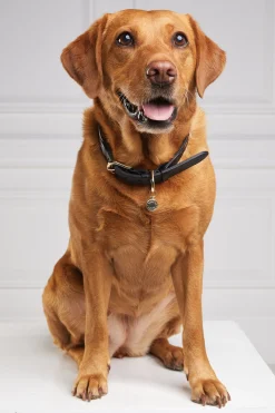 HC Classic Dog Collar