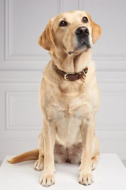HC Classic Dog Collar
