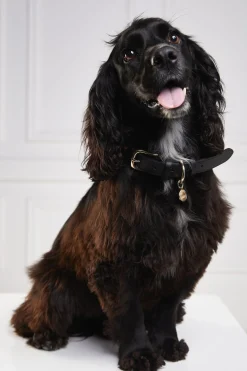 HC Classic Dog Collar
