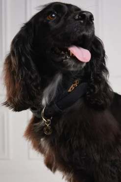 HC Classic Dog Collar