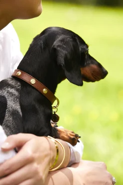 HC Studded Dog Collar