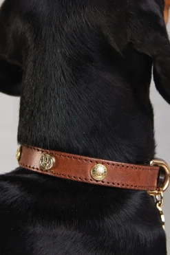 HC Studded Dog Collar