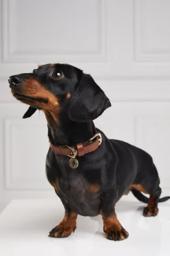 HC Studded Dog Collar
