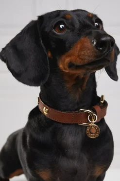 HC Studded Dog Collar